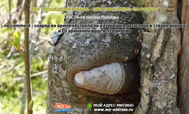 Снаряд во время обстрела не разорвался, а застрял в стволе дерева