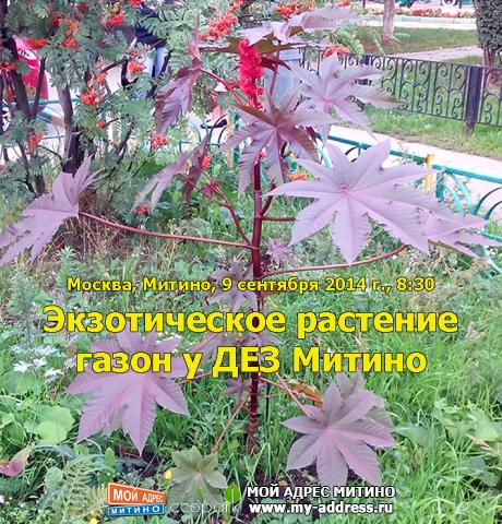 Экзотическое растение - газон у ДЕЗ Митино Москва, Митино, 9 сентября 2014 г., 8:30