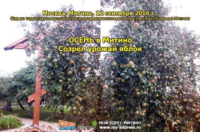 ОСЕНЬ в Митино - Созрел урожай яблок, Москва, Митино, 12 сентября 2016 г., Сад на территории прихода Святых равноапостольных Кон
