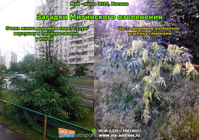 Загадки Митинского озеленения - Очень много деревьев имеет сухую верхушку и пышную зелень у коней - Часть деревьев аномально усы