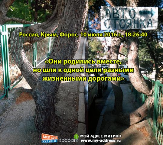«Они родились вместе, но шли к одной цели разными жизненными дорогами» Россия, Крым, Форос, 10 июля 2016 г., 18:26:40