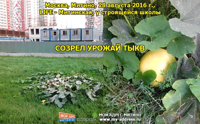 СОЗРЕЛ УРОЖАЙ ТЫКВ - Москва, Митино, 28 августа 2016 г., LIFE - Митинская, у строящейся школы