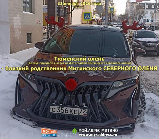 Тюменский олень (друзья прислали в ответ на фотографию Митинского северного оленя) - близкий родственник Митинского СЕВЕРНОГО ОЛ