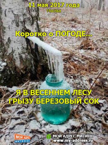 Я В ВЕСЕННЕМ ЛЕСУ ГРЫЗУ БЕРЕЗОВЫЙ СОК - Коротко о ПОГОДЕ... 11 мая 2017 года, Москва