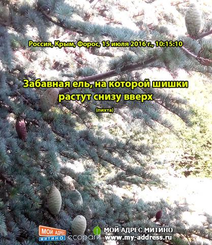 Забавная ель, на которой шишки растут снизу вверх (пихта), Россия, Крым, Форос, 15 июля 2016 г., 10:15:10