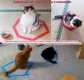Забавные эксперименты с кошками - На полу начертите (наклейте скотчем или просто выложите бумажками) замкнутый круг.
